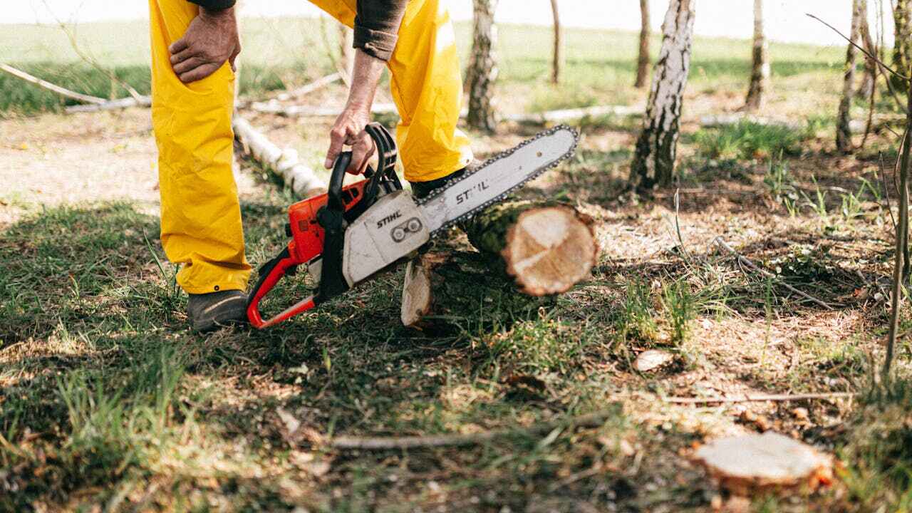 Dead Tree Removal in Tobaccoville, NC